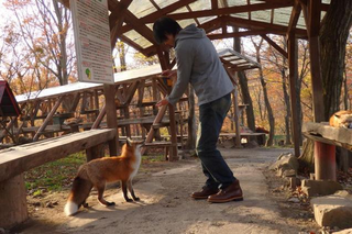 Illustration for article titled You Can Experience Fox Heaven in Japan